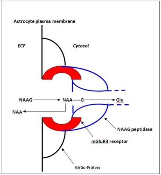 Cartoon of proposed channel-like complex showing the association of NAAG, the mGluR3 receptor and NAAG peptidase on the astrocyte surface. After docking, Glu is released to the cytosol by NAAG peptidase, activating COX-1 and secondary release of prostaglandins to the vascular system inducing a hyperemic response and increasing the supply of oxygen and glucose. Extrinsic agonists, antagonists and NAAG peptidase inhibitors that mimic NAAG structure interfere with access of natural NAAG to the receptor-enzyme complex, disrupting this dynamic neurovascular energy supply mechanism (24).