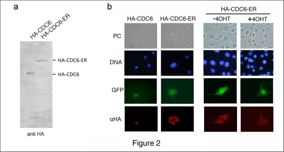 Localization of ER-tagged CDC6. (a) HEK293T cells were transfected with a mammalian expression vector containing HA-fused CDC6 with (HA-CDC6-ER) and without (HA-CDC6) an ER tag. Lysates isolated from transfected cells were analyzed by Western blotting using an antibody specifically recognizing an HA epitope. (b) NIH3T3 cells transfected with expression vectors (HA-CDC6 and HA-CDC6-ER) together with a GFP marker plasmid were fixed and stained with an antibody specific to an HA epitope. Cells transfected with HA-CDC6-ER were incubated in the presence (+4OHT) and absence (-4OHT) of 4OHT for 2 additional days and then fixed and stained as above. Chromosomal DNA was visualized by staining with Hoechst 33342.