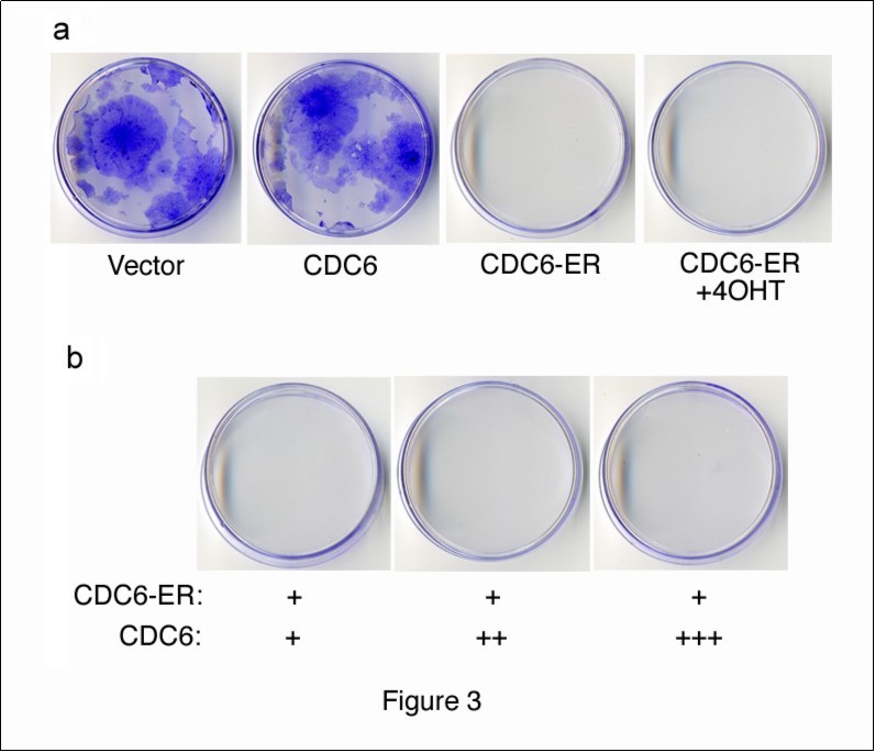 Colony formation assay with CDC6 expression vectors. (a) NIH3T3 cells were transfected with HA-CDC6 and HA-CDC6-ER vectors together with a GFP-neo marker plasmid, and were selected in G418 for 2 weeks. HA-CDC6-ER-transfectants were incubated in the presence of 4OHT (+4OHT) from the beginning of transfection and selected in G418. (b) NIH3T3 cells were transfected with a constant amount of the HA-CDC6-ER (1mg) vector together with a GFP-neo marker plasmid, and also with an increasing amount of the HA-CDC6 vector, and then selected in G418. Colonies were fixed and stained with 0.1% crystal violet.