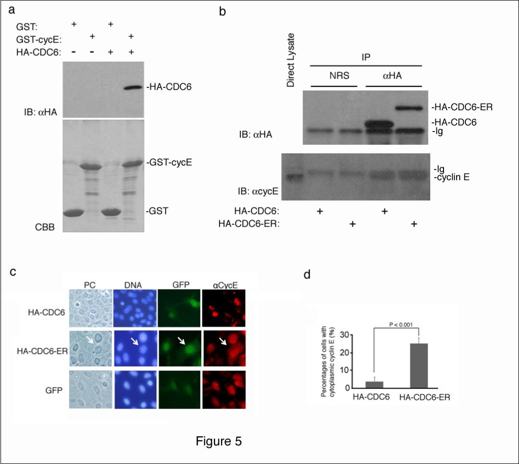 Cytoplasmic CDC6 interacted with and translocated cyclin E to the cytoplasm. (a) GST and GST-Cyclin E (CycE) proteins produced in E. coli and immobilized on glutathione beads were incubated with crude cell extracts containing the HA-tagged CDC6 protein, separated by SDS-PAGE, and visualized by CBB staining (lower panel). The bound protein was detected by immunoblotting with an antibody to an HA epitope (upper panel). (b) NIH3T3 cells were transfected with HA-CDC6 and HA-CDC6-ER vectors and were harvested 4 days later. HA-CDC6 and HA-CDC6-ER proteins contained in the lysate were collected by immunoprecipitation with an antibody to an HA epitope, and the bound protein was detected by immunoblotting using antibodies to an HA epitope and cyclin E. NRS; normal rabbit serum, Ig; immunoglobulin. (c, d) NIH3T3 cells transfected with HA-CDC6 and HA-CDC6-ER vectors together with a GFP-neo marker plasmid were fixed and stained with an antibody specific to cyclin E. Chromosomal DNA was visualized by staining with Hoechst 33342. Photos of phase contrast (PC) and fluorescence microscopy (DNA, GFP, and aCycE) (c) and the results of enumeration (d) are shown.