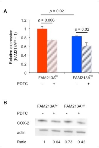 Overexpression of FAM213AVal in BEnEpCs resulted in less cyclooxygenase-2 (COX-2) expression compared with cells overexpressing FAM213AIle. A. The relative COX-2 expression of BEnEpCs transfected with FAM213AIle or FAM213AVal in the absence or presence of pretreatment with 10 µM pyrrolidine dithiocarbamate (PDTC) before treatment with 0.2 mM H2O2. The data are presented as the means of 3 experiments ± SEM. The p-value was calculated using Student’s t-test. B. Representative immunoblots with an anti-COX-2 or anti-actin antibody from BEnEpCs transfected with FAM213AIle or FAM213AVal in the absence or presence of pretreatment with 10 µM PDTC before treatment with 0.2 mM H2O2. Relative ratios of COX-2 to actin (FAM213AIle = 1) are shown.