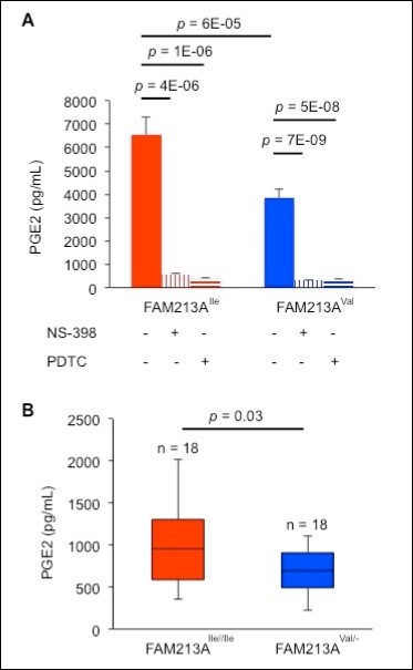 Cows with FAM213AVal showed lower levels of prostaglandin E2 (PGE2) compared with cows with FAM213AIle. A. The concentration of PGE2 released from BEnEpCs transfected with FAM213AIle or FAM213AVal in the absence or presence of pretreatment with 10 µM N-(2-cyclohexyloxy-4-nitrophenyl)-methane sulfonamide (NS-398) or 10 µM PDTC before treatment with 0.2 mM H2O2. The data are presented as the means of 3 experiments ± SEM. The p-value was calculated using Student’s t-test. B. The serum concentrations of PGE2 of FAM213AIle/Ile or FAM213AVal/- cows at approximately day 9 of the estrus cycle.