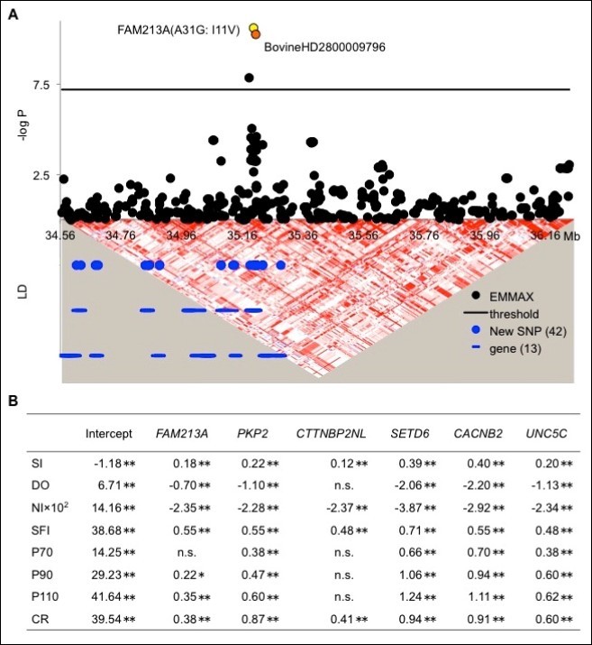 FAM213A SNP is associated with the SI. A. Association signals on chromosome 28 with the SI using plots of the P values from the EMMAX analysis. The black line represents the threshold for genome-wide significance after applying the Bonferroni correction for multiple comparisons. BovineHD2800009796 was the first significantly associated SNP that was detected, whereas FAM213A (A31G: I11V) was the only significant novel SNP. Blue circles represent the positions of the 42 newly sequenced SNPs. Blue lines represent 13 genes located in the associated region. The triangle diagram represents a pairwise linkage disequilibrium (LD) in the associated region, which was visualized using Haploview 35. Red shades indicate strong LD. B. The allelic substitution effects of FAM213A, PKP2, CTTNBP2NL, SETD6, CACNB2, and UNC5C on the deregressed estimated breeding value (dEBV) 14 for the SI traits days open (DO), number of inseminations per lactation (NI), success after first insemination (SFI), pregnancy within 70 d (P70), 90 d (P90), and 110 d (P110) after parity or for the conception rate (CR). n. s.: non-significant. * and **: p < 0.05 and p < 0.01, respectively.
