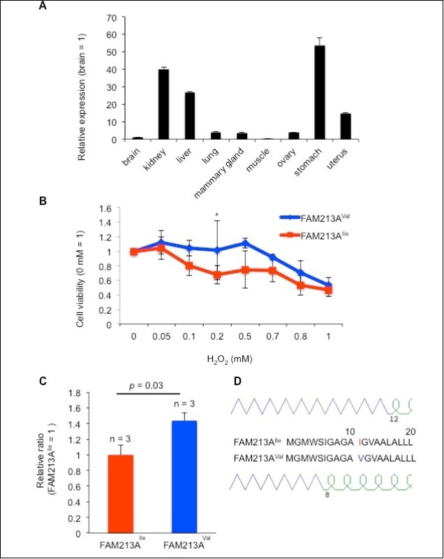 Overexpression of FAM213AVal reduced reactive oxygen species (ROS) to a lesser extent relative to the overexpression of FAM213AIle in bovine endometrial epithelial cells (BEnEpCs). A. FAM213A expression levels in bovine tissues as determined via real-time PCR. B. Relative cell viability of FAM213AIle or FAM213AVal transfected in BEnEpCs in the presence of H2O2. The data are presented as the mean ± SEM (n = 3). The p-value was calculated using Student’s t-test. *: p < 0.05. C. The relative GSH/GSSG ratio in BEnEpCs transfected with FAM213AIle or FAM213AVal in the presence of 0.2 mM H2O2. D. Schematic illustration of the GOR-predicted protein secondary structure for the partial amino acid sequences of FAM213A. Purple lines represent the b-sheet and green curves represent a-helices.