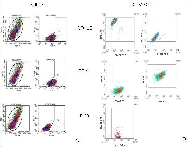 Representative FACS analyses positive for surface markers of MSCs A) SHEDs FACS analyses positive for CD105, CD44 and negative control B) UC-MSCs FACS analyses positive for surface markers for CD105, CD44 and negative control.