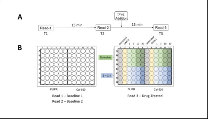 Experimental approach for the calcium assay and drug addition. A) Schematic sequence for the optical measurements (read 1,2,3) and drug addition. B) Plate map shows location of FLIPR and Cal-520 loaded wells in a single 96-well plate before and after adding varying concentrations of dofetilide and E-4031.