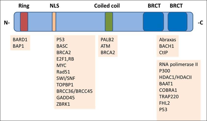 BRCA1 domains and interacting proteins: BRCA1 contains a RING domain at its N-terminus, two BRCT domains at the C-terminus and a coiled-coil domain upstream of BRCT domains. The interacting proteins are shown under the region of BRCA1 required for their association.