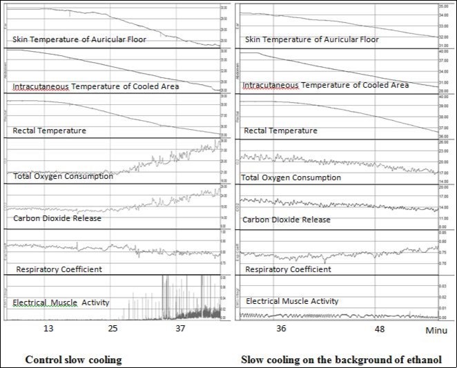 Development of thermoregulatory responses to control slow cooling (without any drugs) and slow cooling on the background of 50% ethanol application to skin. The units for temperatures - °C, for O2 consumption and CO2 release – ml/min*kg, for electrical muscle activity – mV, for respiratory coefficient – units.
