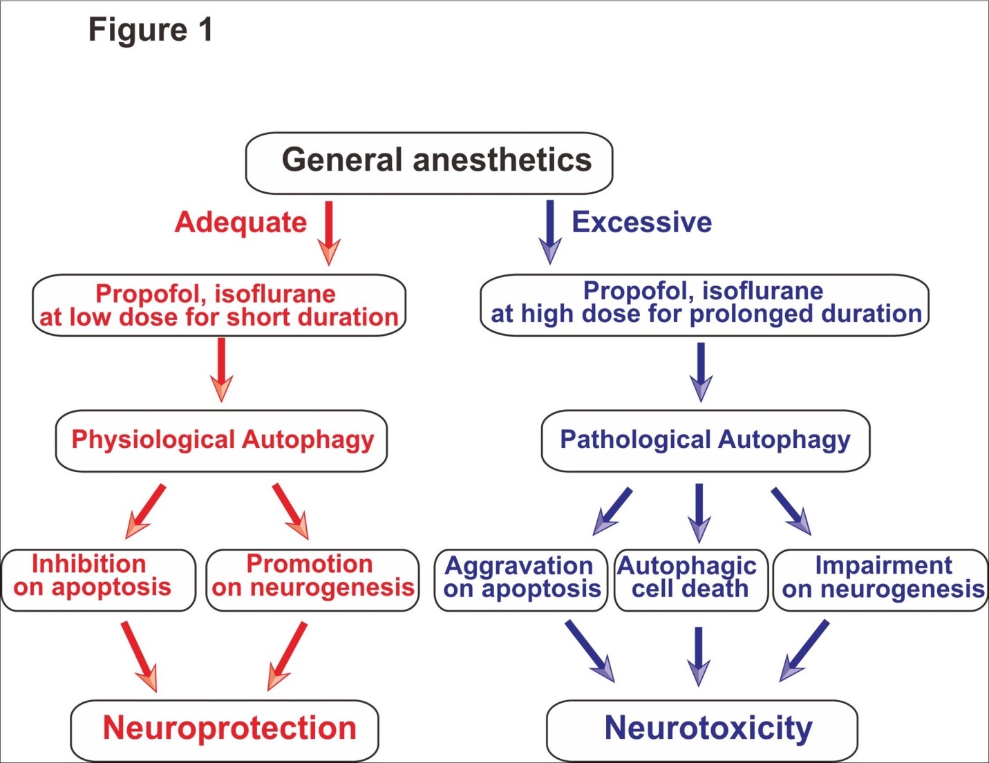 Role of autophagy in anesthetic mediated dual effects of neuroprotection and neurotoxicity. General anesthetics at low concentrations for short exposure induce physiological autophagy, which in turn inhibits apoptosis and promotes neurogenesis and eventually provides neuroprotection (left side). On the other hand, general anesthetics at high concentrations for prolonged use result in impairment of autophagy, which in turn promotes apoptosis and inhibits neurogenesis and eventually causes neurotoxicity (right side).