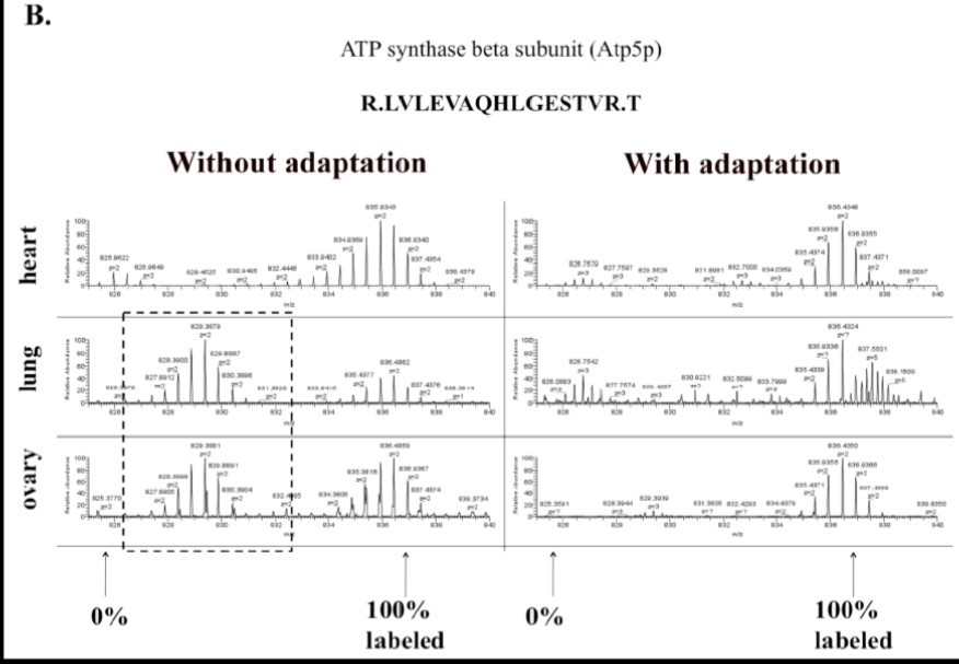 Incorporation of 15N amino acids in ATP synthase beta subunit in the heart, lung, and ovary from 15N labeled mice with or without adaptation as shown by the mass spectrum of one of its peptides.