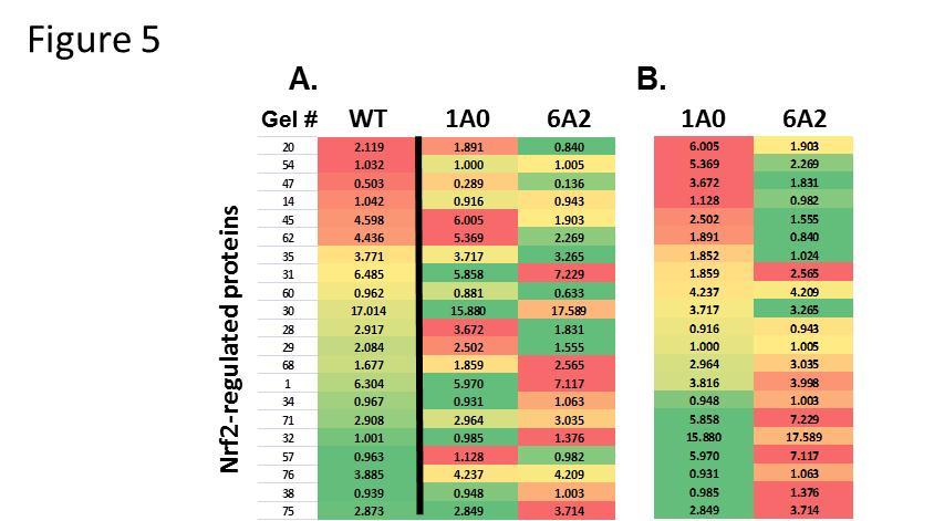 Heat map of Nrf2-regulated proteins. Panel A depicts a heat map of the Nrf2-regulated proteins expressed in WT, 1A0, and 6A2 mice stratified according to WT levels. Color scheme is as described in Figure 3. The column labeled “Gel #” refers to the numbers in Supplementary Figure 3. Panel B depicts the same group of proteins arranged according to levels of expression in 1A0 mice.