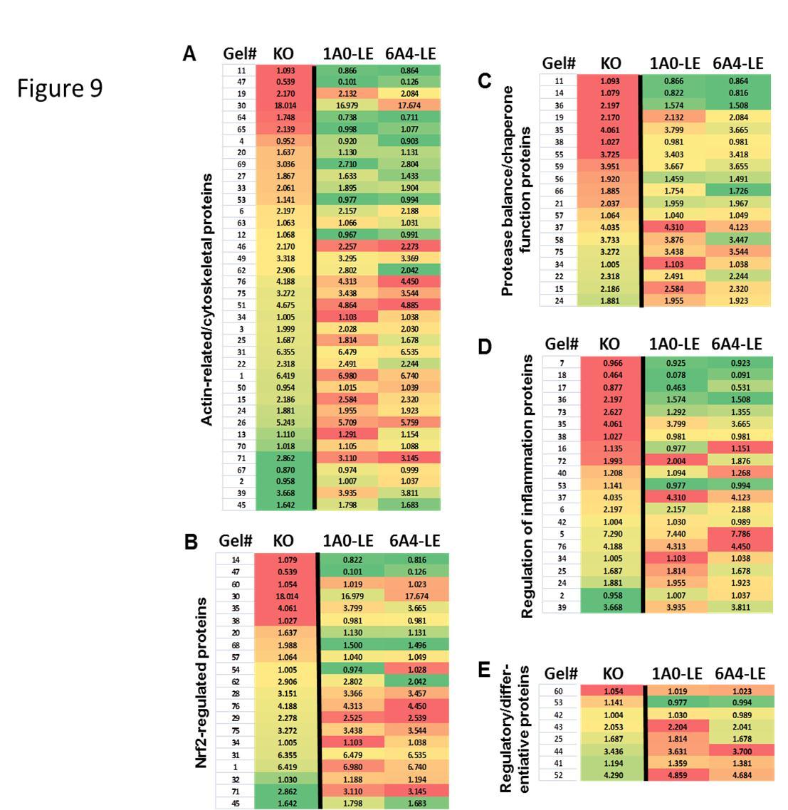 Heat maps of functional groups. Heat maps are shown for each functional group of proteins depicting the expression in KO, 1A0-LE and 6A4-LE mice stratified according to KO levels. Color scheme is as described in Figure 3. The column labeled “Gel #” refers to the numbers in Supplementary Figure 3. Panel A shows the heat map for actin-related/cytoskeletal proteins. Panel B shows the heat map for Nrf2-regulated proteins. Panel C shows the heat map for protease balance/chaperone function proteins. Panel D shows the heat map for regulation of inflammation proteins. Panel E shows the heat map for regulatory/differentiative proteins.