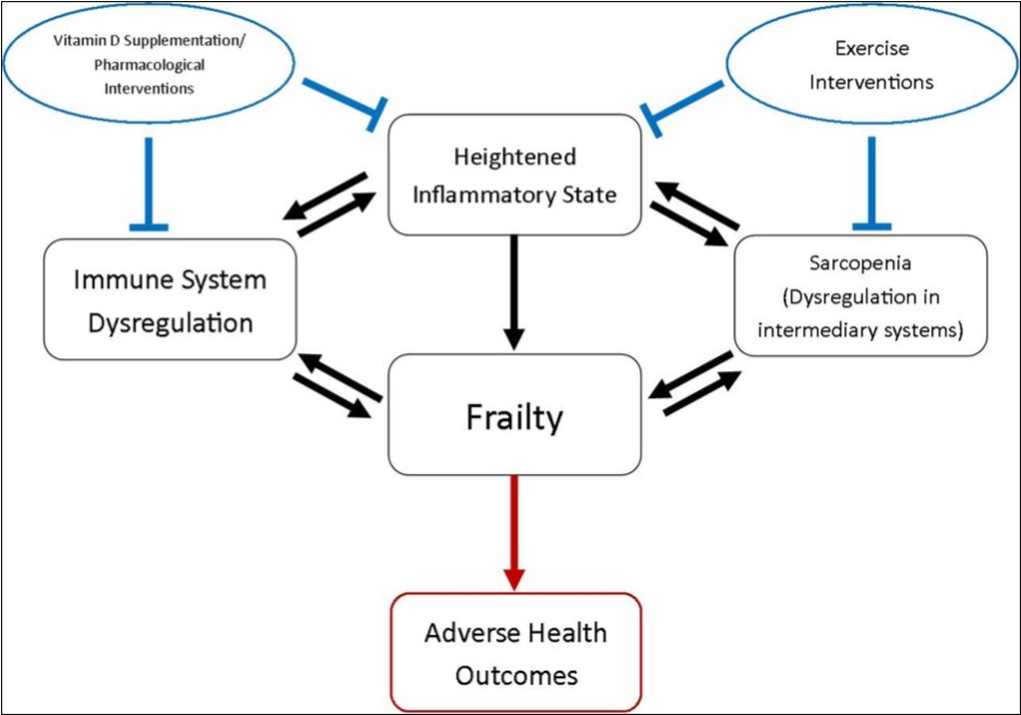 The theorised influence of a heightened inflammatory state on the pathogenesis of the frailty syndrome. The chronic pro-inflammatory state manifest in frailty can lead directly or indirectly to the development of frailty and consequently the associated adverse health outcomes (depicted in red). This inflammatory picture can affect intermediary systems; sarcopenia and the decline of the musculoskeletal system associated with frailty pathogenesis. The remodelling of both the innate and adaptive immune systems associated with the frailty syndrome plays a key role, but whether this is cause or consequence is yet to be decided. Promising management options (depicted in blue) are emerging in the literature, providing beneficial immunomodulation and improving functional outcomes.