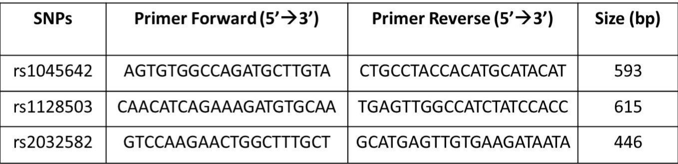 Characteristics of the primers and amplicons for 3 SNPs in ABCB1/MDR1 gene
