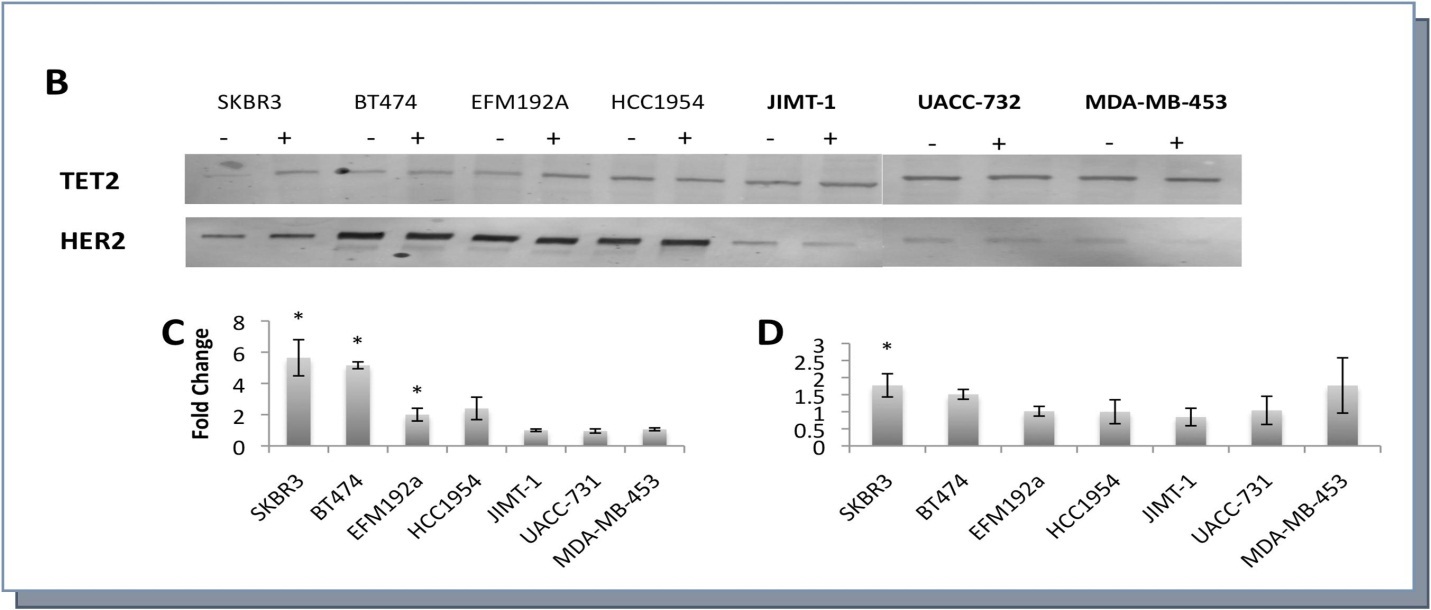 TET2 and HER2 expression, in the absence (-) or presence (+) of 1µM lapatinib after 12 hours, in lapatinib sensitive cell lines and lapatinib insensitive cell lines (highlighted in bold) C) TET2 and D) HER2 densitometry. Fold change = Control vs. Lapatinib treated. * represents significance at p<0.05 by Students t-test.