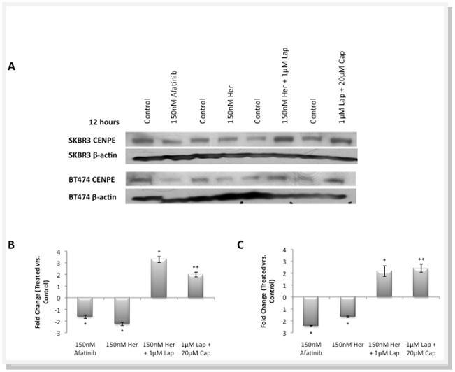 A).CENPE protein expression in response to a 12 hour treatment with 150nM Afatinib, 150nM Trastuzumab (Her), 150nM Trastuzumab + 1µM Lapatinib (Lap) and 1µM Lapatinib + 20µM Capecitabine (Cap) with densitometric measurement of fold change (control vs. drug treated)  in B) the SKBR3 cell line and C) the BT474 cell line. * represents significance at p<0.05 ** at p<0.01 by Students t-test