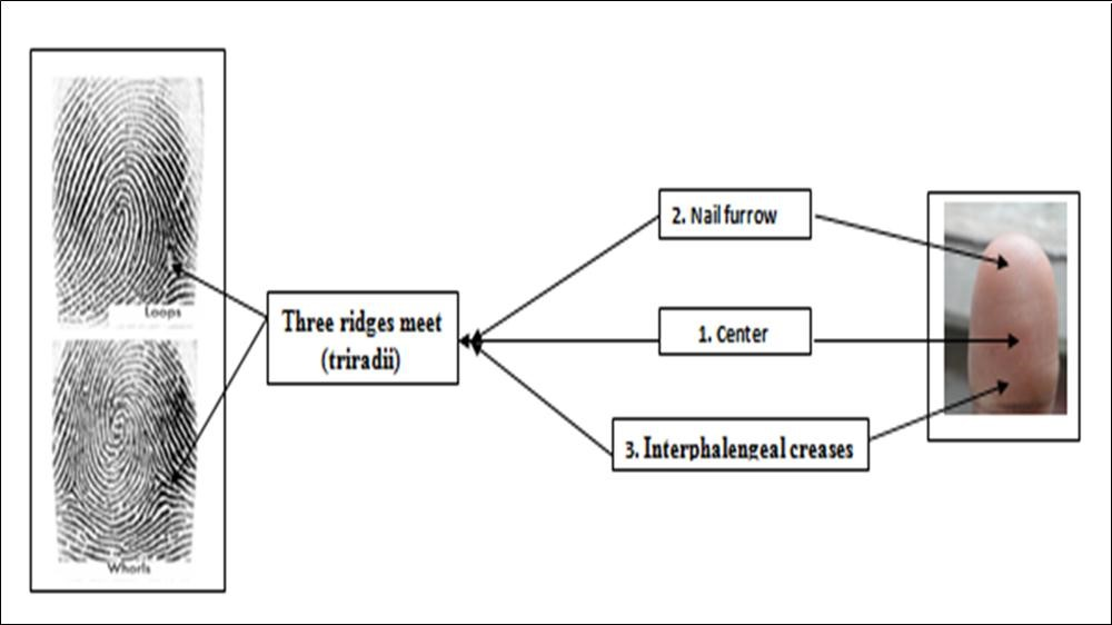 Stages in spread of epidermal ridges and formation of triradii