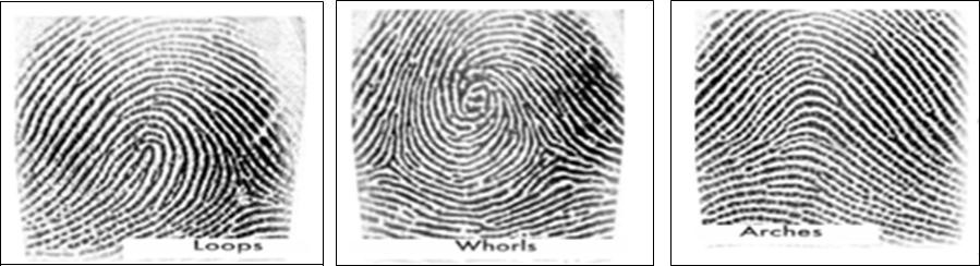 Three basic fingerprint patterns