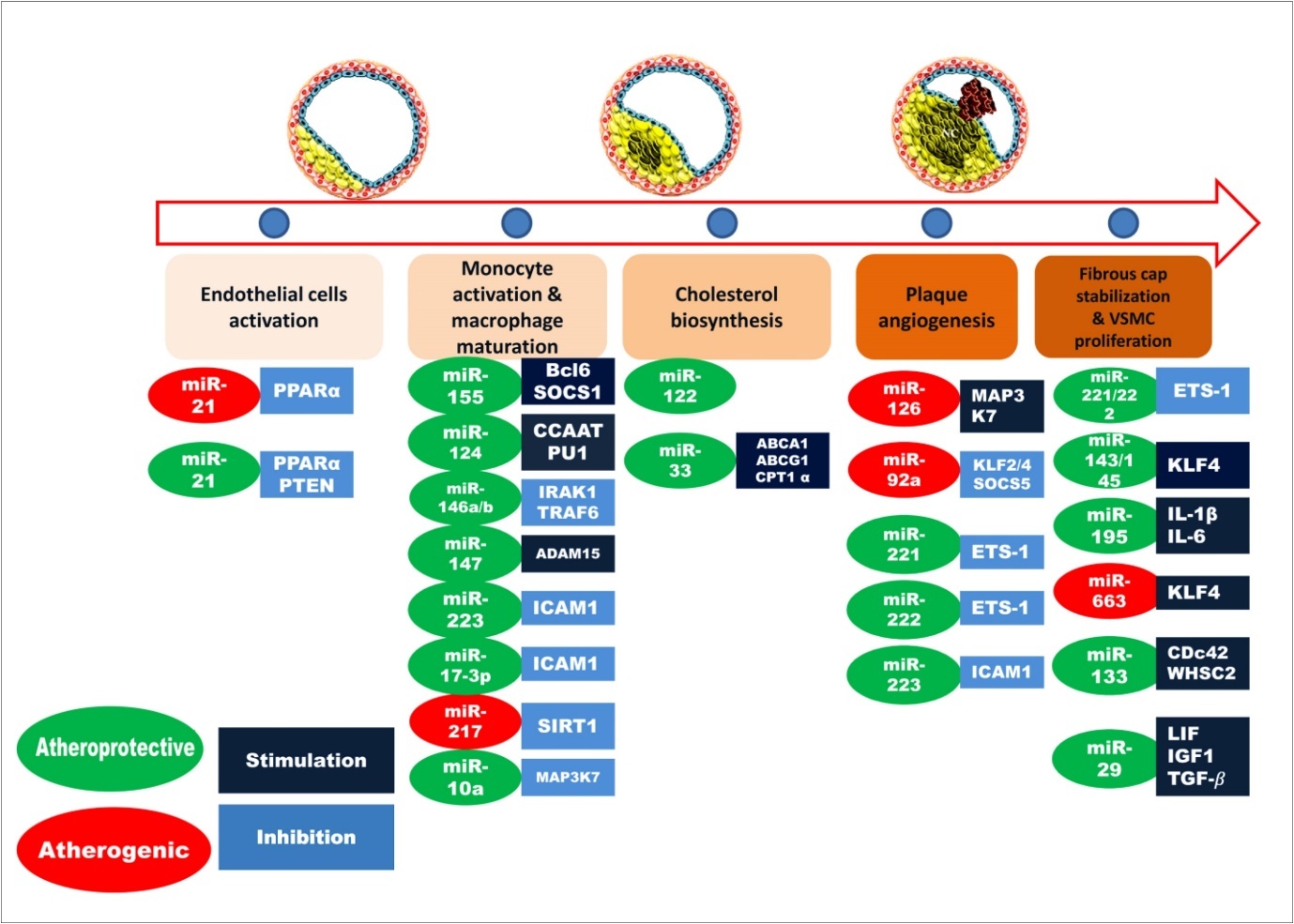 Involvements of miRNAs in different stages of atherosclerosis. Here, atheroprotective miRNAs are shown in green color and red color represents the atherogenic miRNAs. The targets that are stimulated by miRNAs are indicated by deep blue color box while, the targets inhibited by miRNAs are denoted as light blue color.