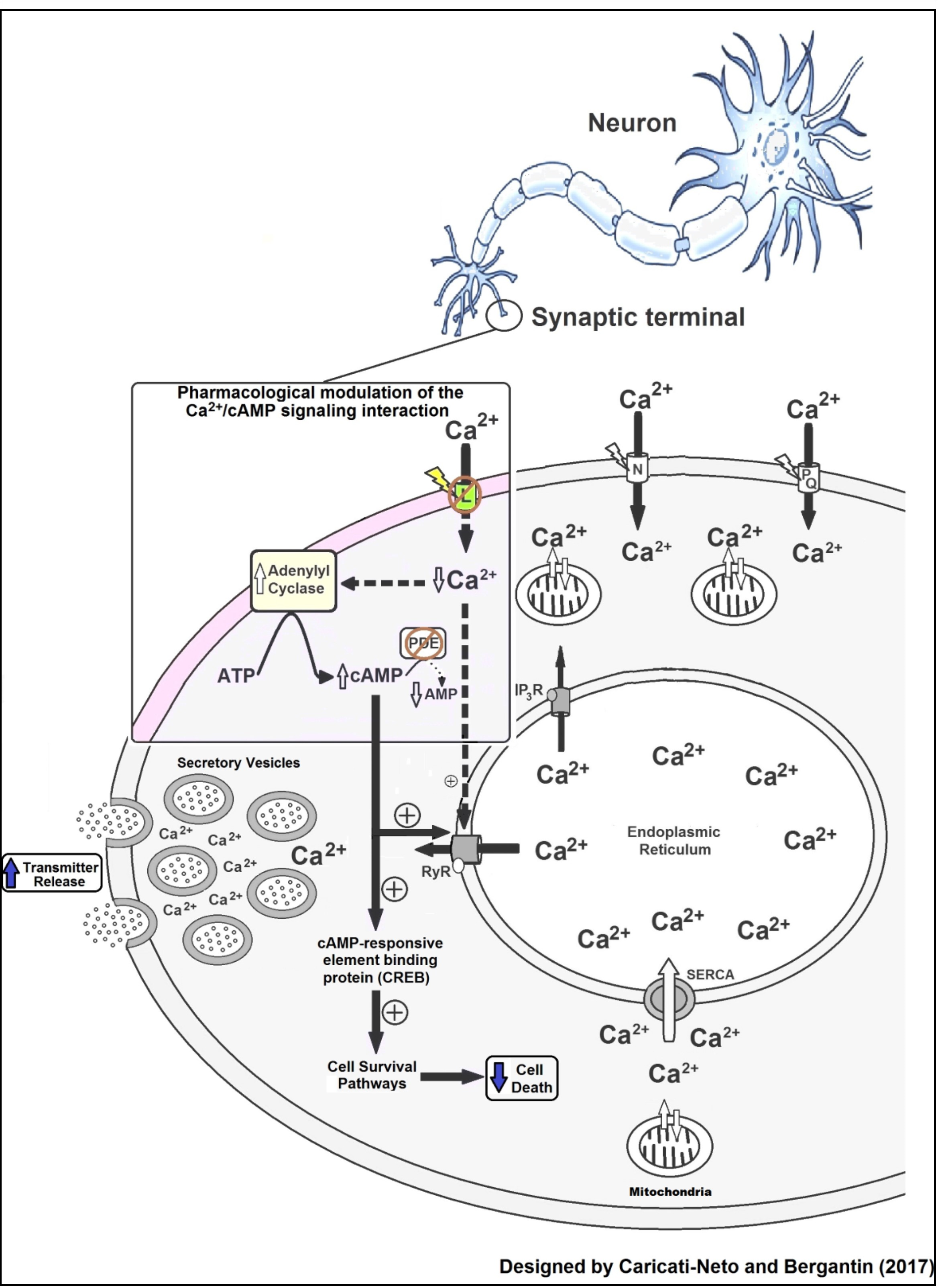 Pharmacological modulation of the Ca2+/cAMP signaling interaction proposed by Caricati-Neto and Bergantin 1516. The Ca2+/cAMP signaling interaction can be pharmacologically modulated by combined use of drugs that reduce Ca2+c such as CCB, and cAMP-enhancer compounds such as PDE inhibitors and AC activators. This pharmacological modulation could be a new strategy to attenuate neuronal death caused by cytosolic Ca2+ overload and to increase neurotransmitter release. L, N, PQ: Ca2+ channel types; PDE: phosphodiesterase; RyR: ryanodine receptors; IP3R: IP3 receptors; SERCA: sarcoendoplasmic reticulum Ca2+-ATPase; (+): stimulation; dotted arrow: weak effect; solid arrow: strong effect.
