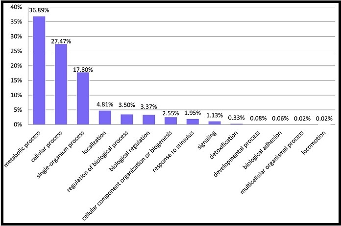 Classification of all detected proteins of in vitro cultures of P. marinus, using GO annotation. The distribution was made based on biological processes.