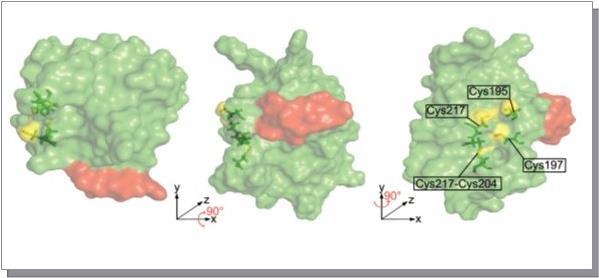 Model structure of the BPC1 DNA-binding domain. The monomeric protein model structure was predicted from I-TASSER, relaxed in FoldIt and surface was illustrated in PyMOL. Cysteines at the surface are highlighted in yellow color. The five conserved Cysteine residues are depicted as ribbons. The conserved WA R/K HGTN signature is shown in red color. The intramolecular disulfide bond between Cys204 and Cys217 is indicated.
