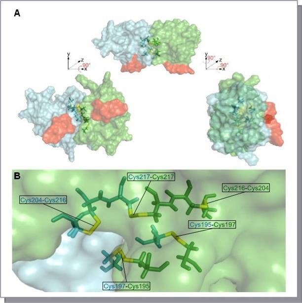 Proposed dimer model structure of two interacting BPC1 DNA-binding domains. (A) Two monomer models were organized as homotypic dimers in PyMOL. Structural modeling and relaxation on the dimer model structure was performed in FoldIt. The surface of each monomer is shown in green or in blue. Cysteines at the surface are highlighted in yellow color. The five conserved Cysteine residues are depicted as ribbons. The conserved WA R/K HGTN signature is shown in red color. (B) Close-up view on the inter- and intramolecular disulfide bonds that are formed in the structural model. Ribbons and labels are displayed in either green or blue to specify the contribution of the monomers. Disulfide bonds are shown in yellow.