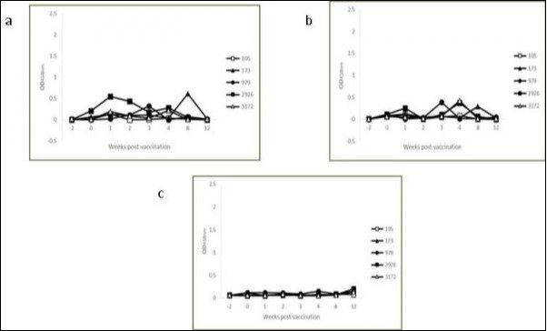 Kinetics of IFN-γ production in avian (a) and bovine (b) PPD-stimulated and non-stimulated (c) whole blood cultures from individual control calves.
