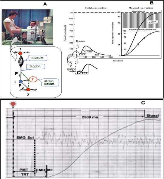 Experimental set-up and scheme estimated of parameters. A. Experimental set-up and scheme the principle of tendometry method: B. Examples measurements of mechanical response parameters in isometric twitch contraction curve (left) and in electrically evoked tetanic tension and voluntary muscle tension development (right), and measurements electromechanical delay (insert) TPT, a time-to-peak; 1/2RT, a half-relaxation time; TCT, a total contraction time; Pt, a twitch force; EMD, a electromechanical delay. C. Schematic presentation of a sample contraction showing total reaction time (TRT) with its premotor (PMT) and motor (MT) components, force-time curve and EMG recorded from m. soleus.