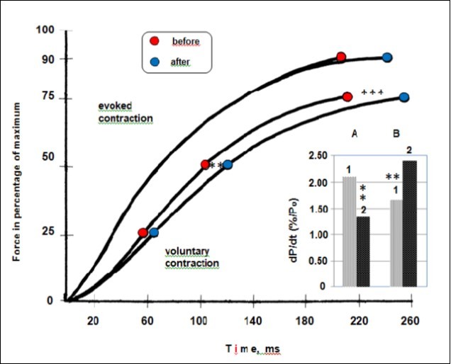 The effects of long-term space flights on development of force of the triceps surae muscle expressed relative to the maximal force (left) and the maximal rate of rise of tension development (right). Average curves showing the development of force while executing explosive voluntary contraction and as a result of electrical stimulation at 150 impulses×s-1. Significantly different between groups for corresponding contractions: **p < 0.05 ***p < 0.01