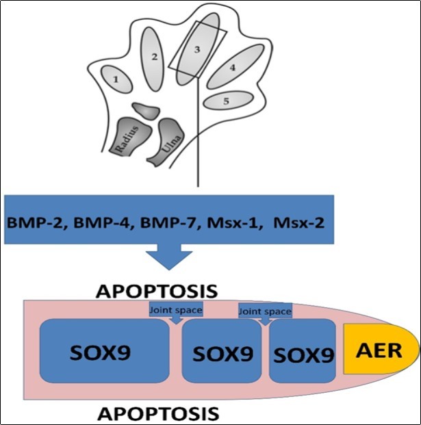 Diagram showing the apical ectodermal ridge, areas of cartilage matrix production due to the expression of SOX9, and the areas where apoptosis occurs by the effect of BMP-2, BMP-4, BMP-7, Msx-1 and Msx-2 in a developing digit. (Modified from “Tina V. Hellmann, Joachim Nickel and Thomas D. Mueller (2012). Missense Mutations in GDF-5 Signaling: Molecular Mechanisms Behind Skeletal Malformation, Mutations in Human Genetic Disease, Prof. David Cooper (Ed.), InTech, DOI: 10.5772/35195. OPEN ACCESS”)