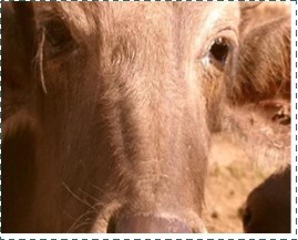 buffalo calf (1 year old) showed lacrimation