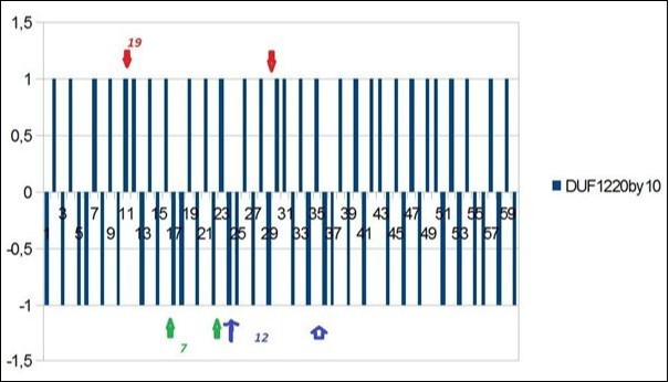 « bar-codes » likes related to the 5 7 12 19 31 spectrum of the 10 first DUF1220 proteins within the long region6 of 218 DUF1220.