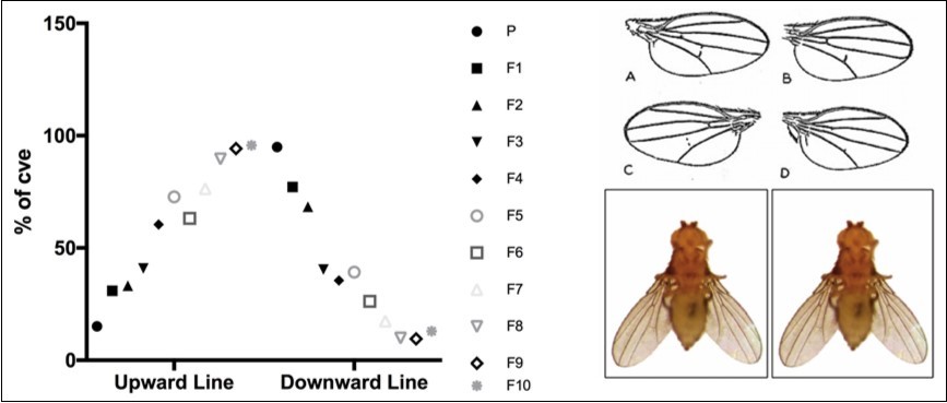 Waddington Experiment. (left) graph depicting an overall increase and decrease in the percentage of cve over ten generations in the Upward and the Downward Selection Line. (right)Gradation in the expression of crossveinless. Disturbances in the development of posterior crossveins following appropriate heat-shocking range from being completely missing (as shown in D) to partially disturbed (as shown in A, B, and C; adapted from (2). The bottom two flies show cve phenotype following repetition of Waddington’s experiment in the current study.