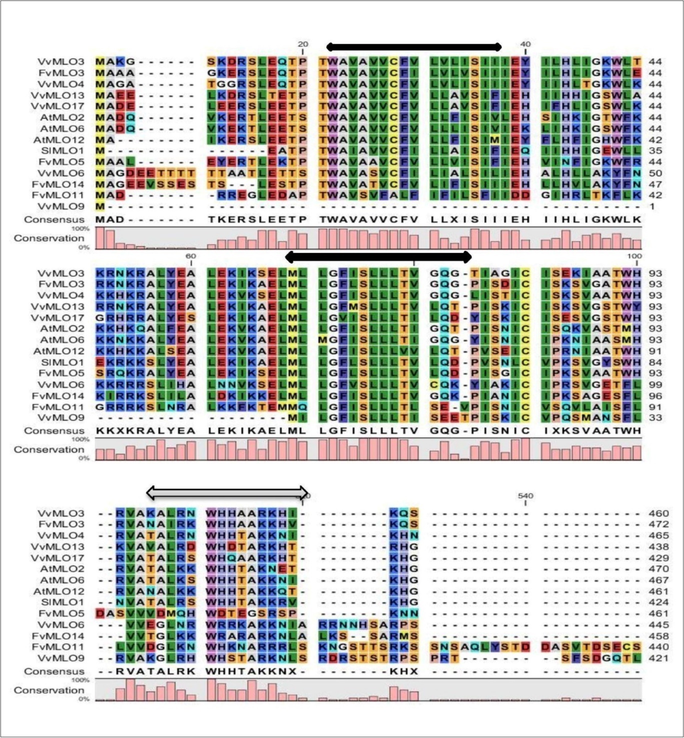 Multiple sequence alignment of FvMLO proteins. Multiple sequence alignment of FvMLO proteins in clade III with selected MLO proteins that have been shown to be involved in powdery mildew susceptibility in Arabidopsis (AtMLO2, AtMLO6 and AtMLO12; Consonni et al., 2006; Consonni et al., 2010), grape (VvMLO3, VvMLO4, VvMLO6, VvMLO9, VvMLO13 and VvMLO17; Feechan et al., 2009) and tomato (SlMLO1; Bai et al., 2008). The alignment was generated by CLC Sequence Viewer 6.6.2. The positions of the seven transmembrane domains (Devoto et al., 1999) are indicated by black arrows and the position of the calmodulin-binding site (Panstruga, 2005) is indicated by a grey bar above the sequences.