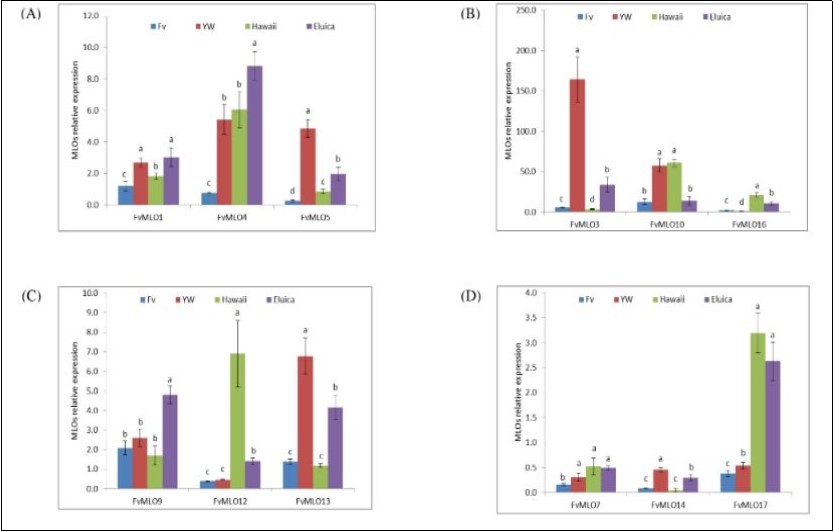 Bar chart showing relative expression levels of 12 FvMLO genes in four strawberry varieties in response to P. aphanis infection. Graph shows fold increase/decrease in expression under infection over control. All values are compared with control value=1. Values are shown as mean ± standard deviation (n=2). Fv: F. vesca f. vesca, YW: F. vesca f. semperflorens line “Yellow Wonder”, HW: F. vesca ssp. vesca accession Hawaii 4 and Eluica: Susceptible octoploid strawberry variety.  Different letters (a, b, c, d) denote significant difference in level of expression across varieties.