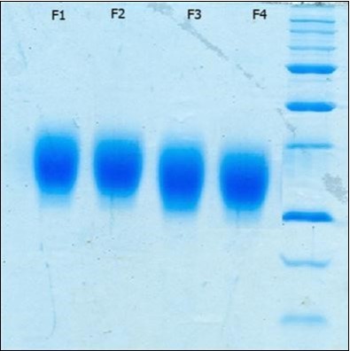 SDS PAGE of Neuro-EPO  run under denaturing conditions. Samples consists of (Lane 1) Formulation 1, (Lane 2) Formulation 2, (Lane 3) Formulation 3, (Lane 4) Formulation 4 and  (Lane 5) molecular weight standards.