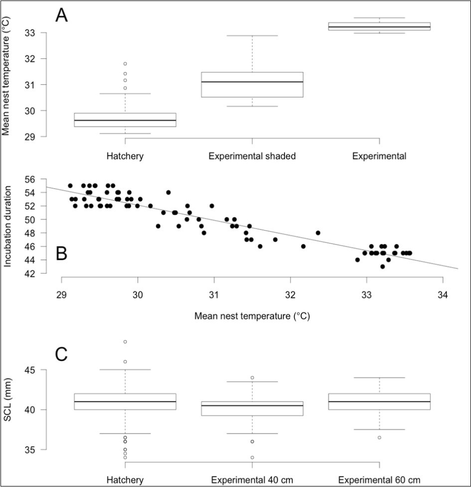 Descriptive statistics of incubation data for Lepidochelys olivacea nests from Monterrico, Guatemala plotted according to the significant factors explaining the differences between treatments. (A) Mean incubation temperature, (B) incubation duration, and (C) hatchling size.