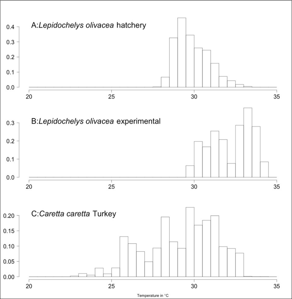 Temperatures recorded in hatchery (A) and experimental (B) Lepidochelys olivacea nests from Monterrico, Guatemala. As a comparison, temperatures recorded in 21 Caretta caretta nests from Turkey are shown 42 (C).