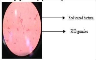 Microscopic observation of PHB granules produced in the bacterial strain