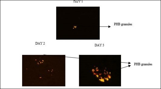 PHB granules observed under Fluorescence Microscope by the bacterial strain