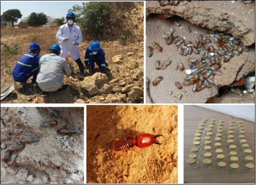 Colony size assessment & collecting termite samples from the site for storage