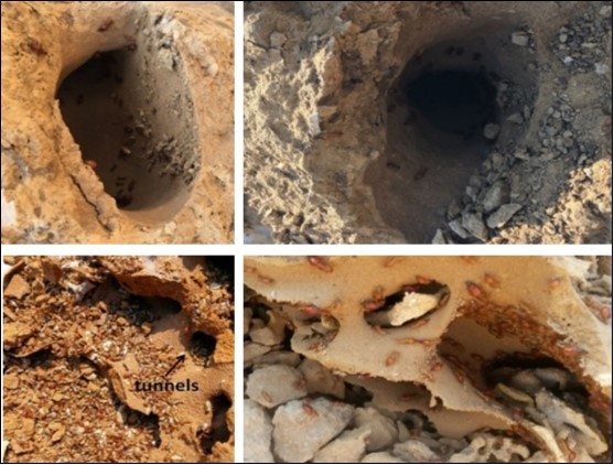 Termite nests & tunnels from where volumes were calculated for each mound