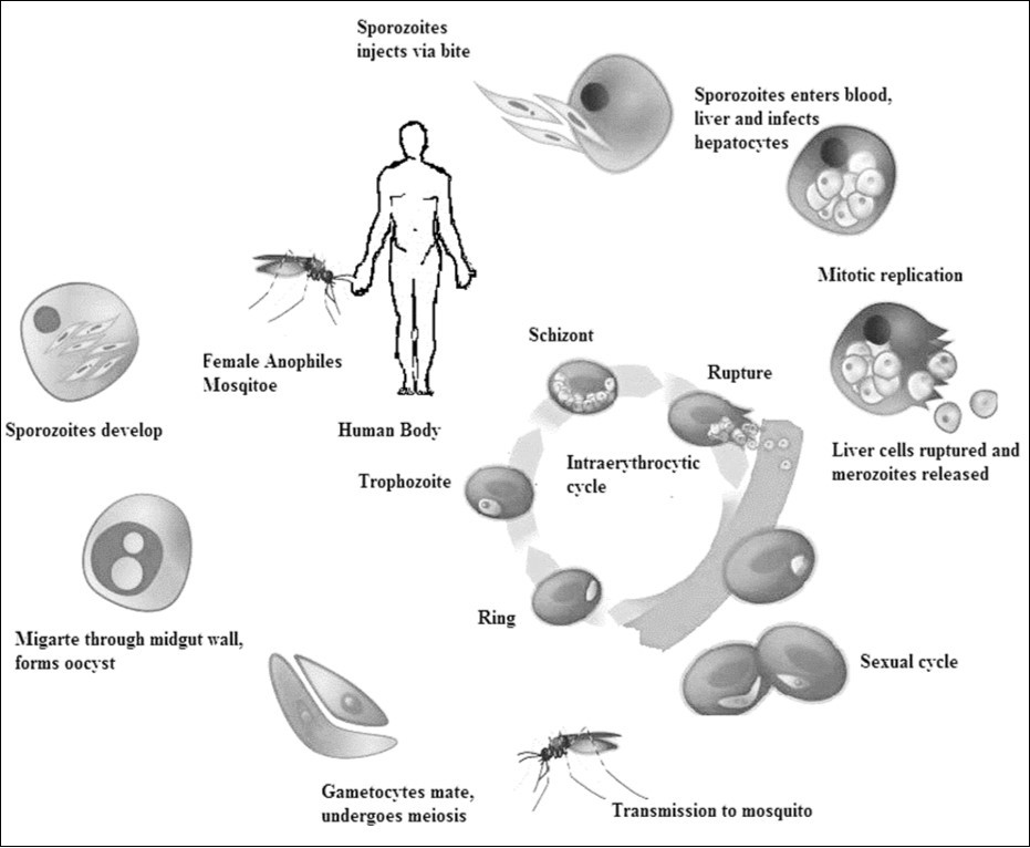 Life-cycle of malarial parasite