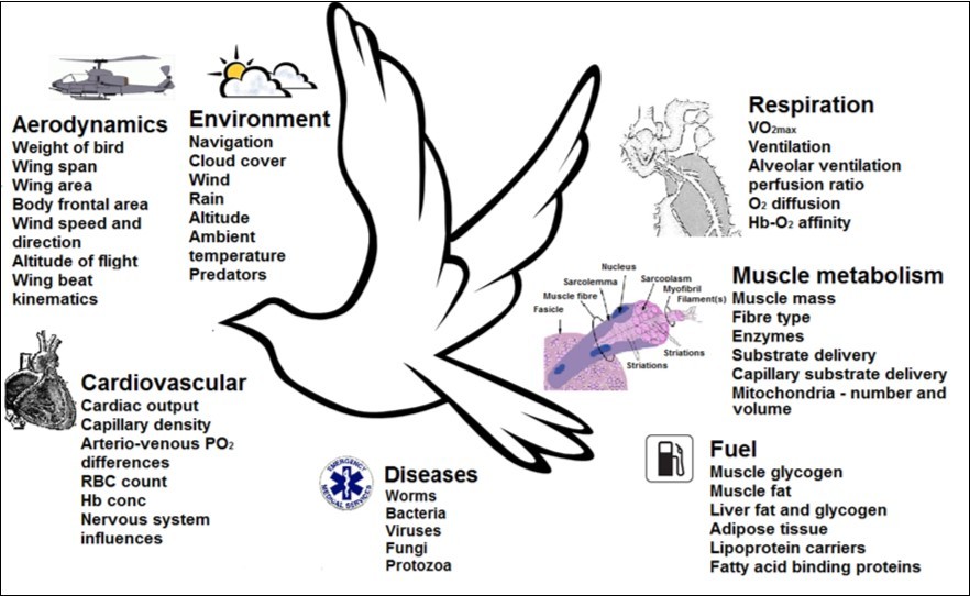 Major factors that could affect racing performance in pigeons.