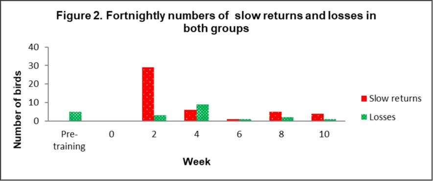 This shows the fortnightly number of individual bird flights where birds returned home late, or were lost, over the 10 week training period in both lofts. Slow returns were   defined as birds taking at least twice as long to return home as the fastest birds in their group.
