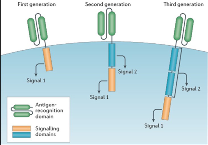 CAR designs contain an antigen-recognition domain and a  signaling domain that provides 'signal 1' to activate T cells. Only this signaling domain is present in first-generation CARs. By contrast, a co-stimulatory  signaling domain that provides 'signal 2' is added in second-generation CARs, and in third-generation CARs two co-stimulatory signaling domains are added.4
