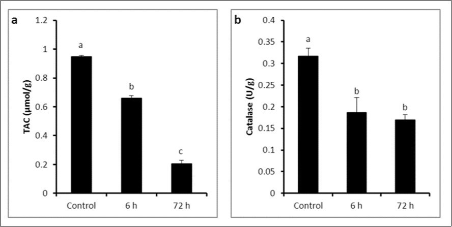 a) Total antioxidant capacity and b) Catalase activity in control and LPS-treated groups (4 mg/kg BW ip). Results are expressed as mean ± SEM The different letters are statistically significant (P ≤ 0.05).
