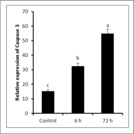 Relative expression of caspase-3 in testicular tissues of either control or            LPS-treated rats (4 mg/kg BW ip). Results are expressed as mean ± SEM. The different letters are statistically significant (P ≤ 0.05).