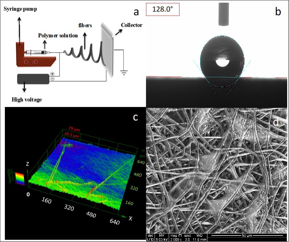 Electrospinning setup for fabrication of randomly deposited fibers (a); Water-in-air contact angle for untreated electrospun PHB fibers (b, θ =128°); 3D confocal laser microscopic image of PHB with average roughness of Sa = 11.02 µm (c); and Electrospun PHB fibers seeded with rabbit keratocytes showing a successful cell attachment (d).